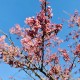 Japan’s Cherry Blossoms Peak on Earliest Date in 1,200 Years in Sign of Climate Change
